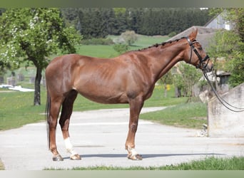 Weitere Warmblüter, Stute, 9 Jahre, 173 cm, Brauner