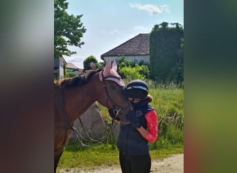 Weitere Warmblüter, Stute, 9 Jahre, 173 cm, Brauner