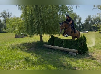 Weitere Warmblüter, Stute, 9 Jahre, 173 cm, Brauner
