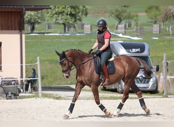 Weitere Warmblüter, Stute, 9 Jahre, 173 cm, Brauner