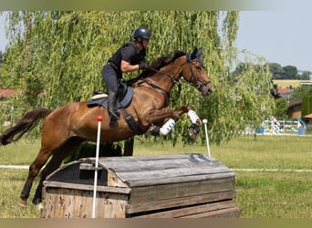 Weitere Warmblüter, Stute, 9 Jahre, 173 cm, Brauner