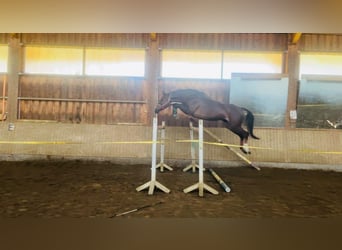 Weitere Warmblüter, Stute, 9 Jahre, 173 cm, Brauner