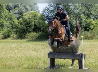 Weitere Warmblüter, Stute, 9 Jahre, 173 cm, Brauner