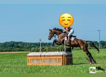 Weitere Warmblüter, Stute, 9 Jahre, 173 cm, Brauner