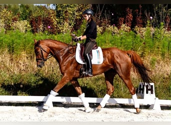 Weitere Warmblüter, Stute, 9 Jahre, 175 cm, Dunkelfuchs