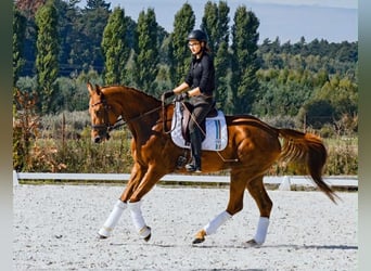 Weitere Warmblüter, Stute, 9 Jahre, 175 cm, Dunkelfuchs