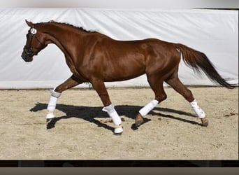 Weitere Warmblüter, Stute, 9 Jahre, 175 cm, Dunkelfuchs