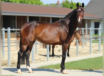 Weitere Warmblüter, Stute, 9 Jahre, 178 cm, Brauner