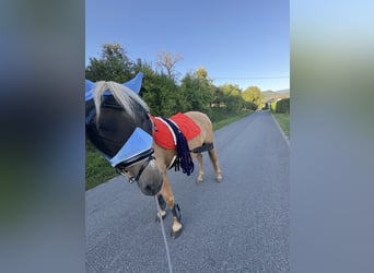 Weitere Warmblüter, Stute, 9 Jahre, Palomino