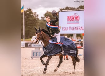 Weitere Warmblüter Mix, Stute, Fohlen (07/2025), 125 cm, Rotbrauner