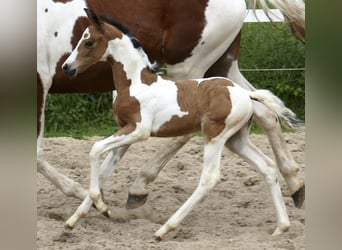 Weitere Warmblüter, Stute, , 162 cm, Schecke
