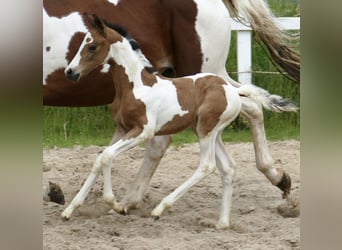 Weitere Warmblüter, Stute, , 162 cm, Schecke
