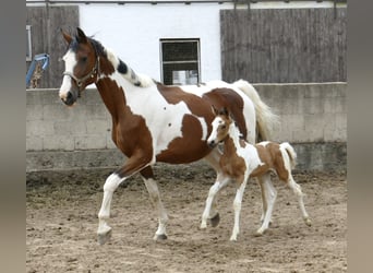 Weitere Warmblüter, Stute, , 162 cm, Schecke