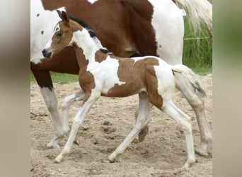 Weitere Warmblüter, Stute, , 162 cm, Schecke