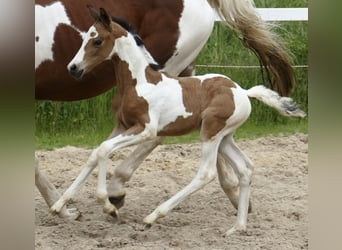 Weitere Warmblüter, Stute, , 162 cm, Schecke