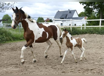 Weitere Warmblüter, Stute, , 162 cm, Schecke