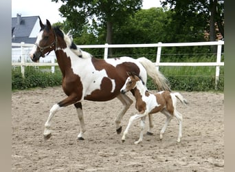 Weitere Warmblüter, Stute, , 162 cm, Schecke