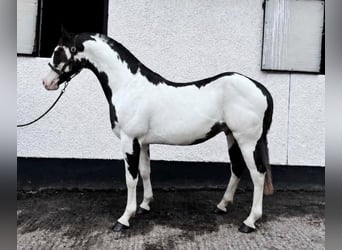 Weitere Warmblüter Mix, Stute, Fohlen (06/2026), 163 cm, Rotbrauner