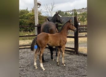 Weitere Warmblüter Mix, Stute, Fohlen (06/2026), 163 cm, Rotbrauner