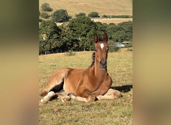 Weitere Warmblüter Mix, Stute, Fohlen (06/2026), 163 cm, Rotbrauner