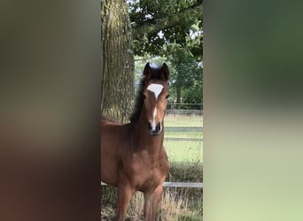 Weitere Warmblüter, Stute, Fohlen (04/2026), 165 cm, Brauner