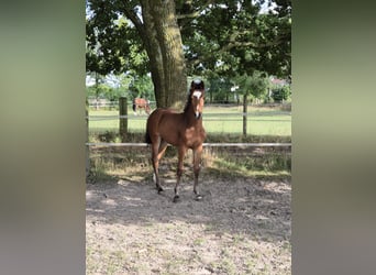 Weitere Warmblüter, Stute, Fohlen (04/2026), 165 cm, Brauner