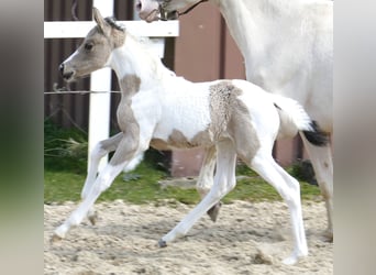 Weitere Warmblüter, Stute, Fohlen (03/2023), 165 cm, Schecke