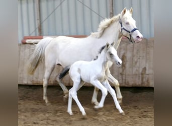 Weitere Warmblüter, Stute, Fohlen (03/2026), 165 cm, Schecke