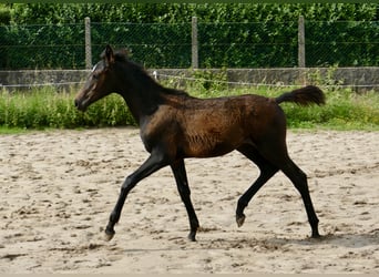 Weitere Warmblüter, Stute, Fohlen (04/2023), 166 cm, Schwarzbrauner