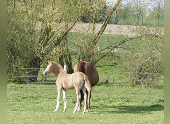 Weitere Warmblüter, Stute, Fohlen (02/2026), 167 cm, Palomino
