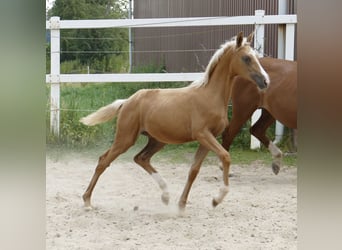Weitere Warmblüter, Stute, , 167 cm, Palomino