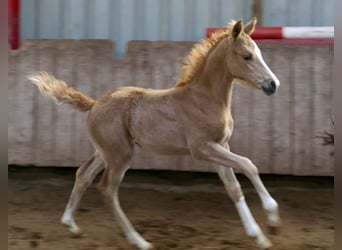 Weitere Warmblüter, Stute, Fohlen (02/2026), 167 cm, Palomino