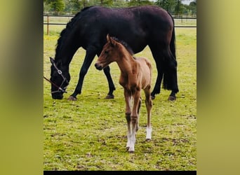 Weitere Warmblüter, Stute, Fohlen (05/2025), 168 cm, Brauner
