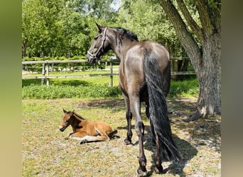 Weitere Warmblüter, Stute, Fohlen (05/2025), 168 cm, Brauner