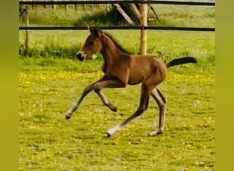 Weitere Warmblüter, Stute, Fohlen (05/2025), 168 cm, Brauner