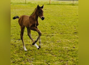 Weitere Warmblüter, Stute, Fohlen (05/2025), 168 cm, Brauner
