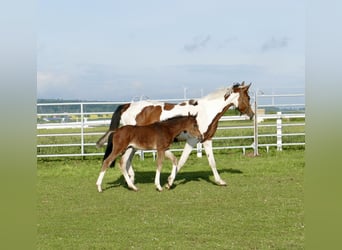 Weitere Warmblüter, Stute, Fohlen (03/2026), 168 cm, Brauner