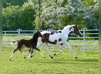 Weitere Warmblüter, Stute, Fohlen (03/2026), 168 cm, Brauner