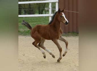 Weitere Warmblüter, Stute, Fohlen (04/2025), 168 cm, Brauner