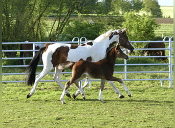 Weitere Warmblüter, Stute, Fohlen (03/2026), 168 cm, Brauner