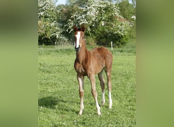 Weitere Warmblüter, Stute, Fohlen (04/2025), 168 cm, Brauner