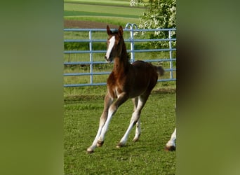 Weitere Warmblüter, Stute, Fohlen (03/2026), 168 cm, Brauner