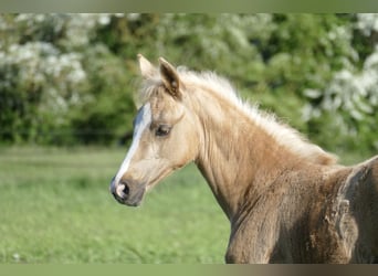 Weitere Warmblüter, Stute, , 168 cm, Palomino