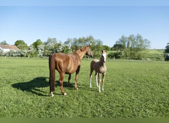 Weitere Warmblüter, Stute, , 168 cm, Palomino