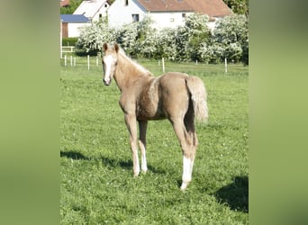 Weitere Warmblüter, Stute, , 168 cm, Palomino