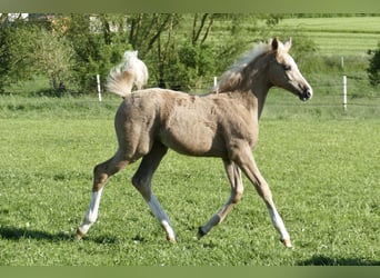 Weitere Warmblüter, Stute, , 168 cm, Palomino