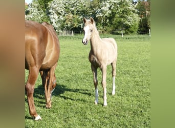 Weitere Warmblüter, Stute, , 168 cm, Palomino