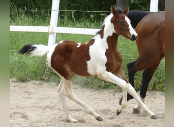 Weitere Warmblüter, Stute, Fohlen (03/2024), 168 cm, Schecke