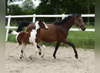 Weitere Warmblüter, Stute, Fohlen (03/2024), 168 cm, Schecke