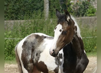 Weitere Warmblüter, Stute, Fohlen (04/2024), 168 cm, Schecke